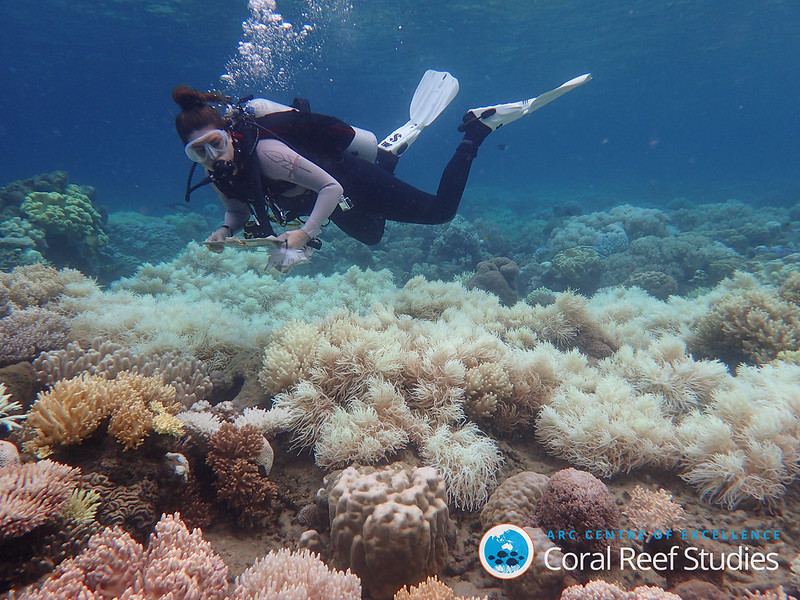 Coral Bleaching Survey Orpheus Island 2017